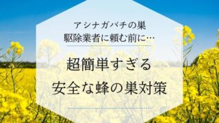 アシナガバチの巣対策アイキャッチ