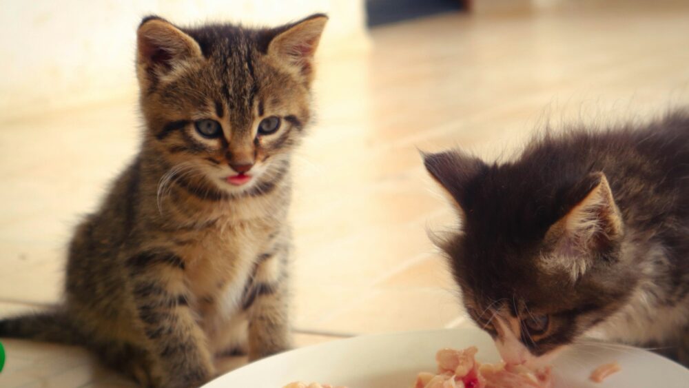 ご飯を食べる猫