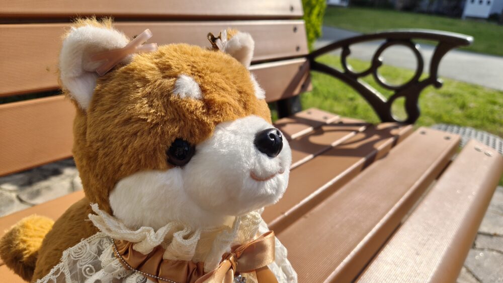 しばいぬコウタの公園で日向ぼっこ