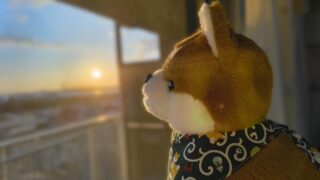 柴犬こうた黄昏